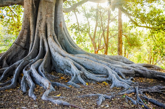 Tree Roots