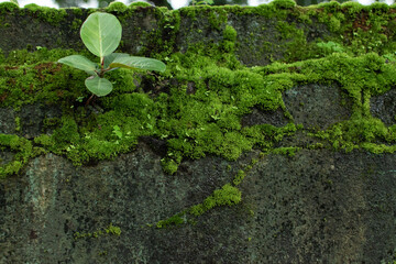 A small plant emerges from a moss-covered stone wall, showcasing the strength of life as it thrives in unexpected places, embracing nature’s quiet determination.
