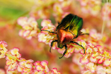 Iridescent beetle with green and red hues walking over delicate pink blossoms