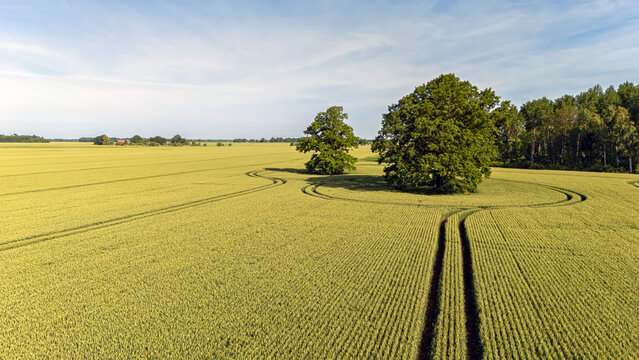 Green fields surround trees with tire tracks forming circles in rural landscape