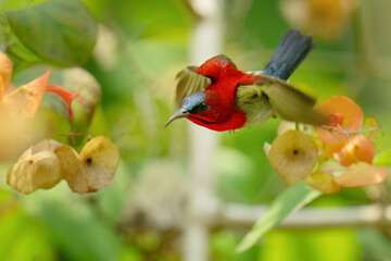 Crimson Sunbird ( Aethopyga siparaja) bird on a Chinese Hat Plant branch 