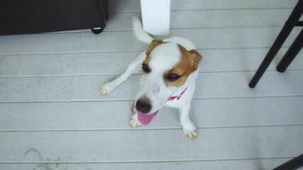 Jack russell terrier puppy panting happily while resting on gray wooden deck, enjoying warmth of summer day, radiating cuteness and playful charm. Jack Russell Terrier is cute and funny dog