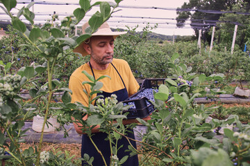 Farmer picking fresh blueberries on a farm.
