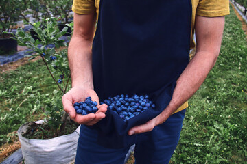 Farmer picking fresh blueberries on a farm.