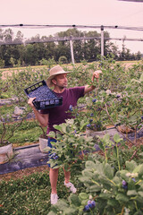 Farmer picking fresh blueberries on a farm.