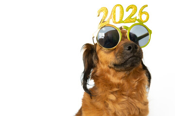 a proud puppy celebrates the beginning of the new year 2026 with gold and shiny glasses. happy new year 2026 and merry christmas postcard funny greeting card. white background