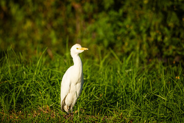 White cattle egret standing in a field