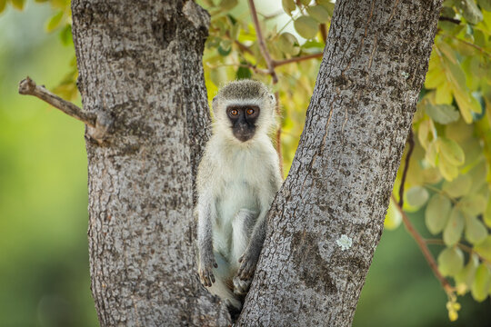 A curious vervet monkey sitting in a tree