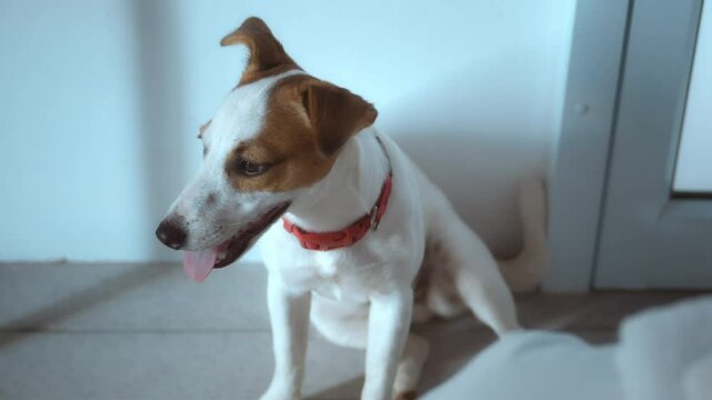 Adorable jack russell terrier puppy with red collar sitting on floor near door, panting and looking forward, enjoying relaxing moment at home. Jack russell terrier cute dog for home