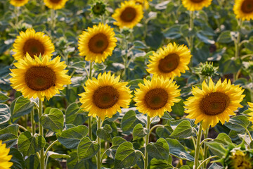 Field of blooming sunflowers on a sunny day