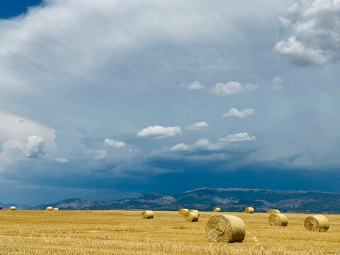 hay bales in the field. Corn bales waiting for collection. Bales of Straw in Stubble Field during Harvest, Summer Landscape under Blue Sky. Agriculture concept. 