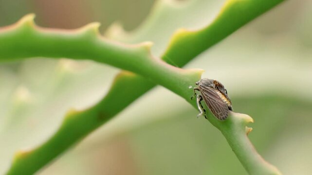 A leafhopper walking on an aloe candelabra leaf, macro slow motion clip captured in a garden in the eastern Andean mountains of central Colombia, near the Iguaque natural reserve.