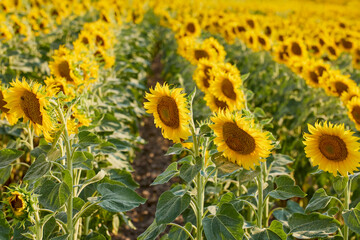 Field of blooming sunflowers on a sunny day