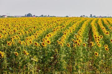 Field of blooming sunflowers on a sunny day