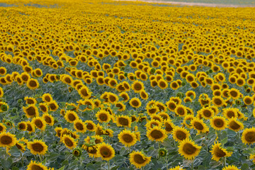 Field of blooming sunflowers on a sunny day