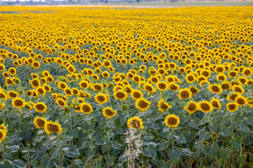 Field of blooming sunflowers on a sunny day