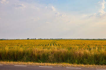 Field of blooming sunflowers on a sunny day