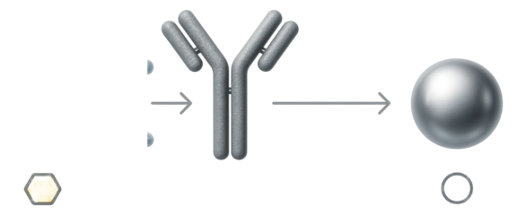 Methylated DNA immunoprecipitation (MeDIP) diagram illustrating enrichment of methylated regions