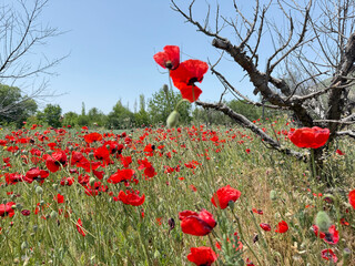 Red poppy field.a delightful field of red poppies, clear sky 
