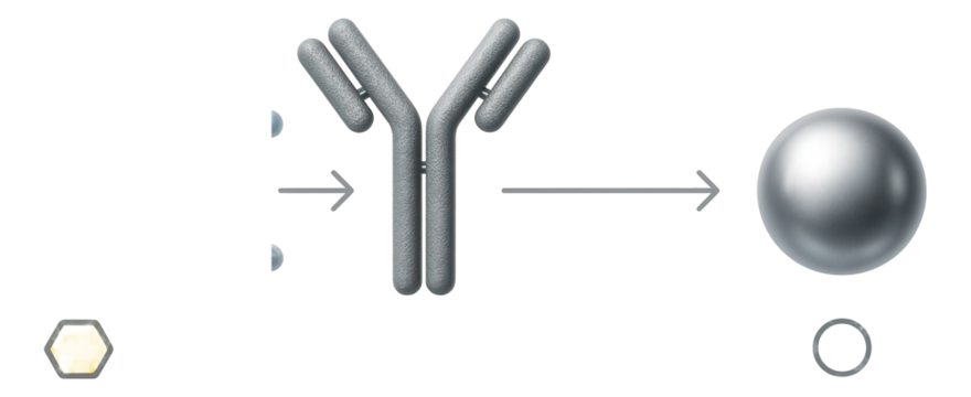 Methylated DNA immunoprecipitation (MeDIP) diagram illustrating enrichment of methylated regions