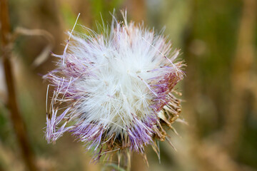 Pink thistle flowers in wild (herbal medicine Silybum marianum, milk thistle, Cardus marianus, Mediterranean milk cardus marianus). Floral blue-violet