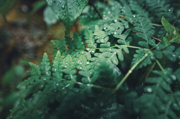 Fototapeta premium Hen and Chicken Fern, Asplenium bulbiferum on Milford Track, New Zealand