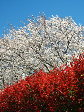 紅葉した桜の木の落ち葉」の写真素材 | 5,752件の無料イラスト