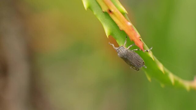 A leafhopper walking on an aloe candelabra leaf, macro slow motion clip captured in a garden in the eastern Andean mountains of central Colombia, near the Iguaque natural reserve.