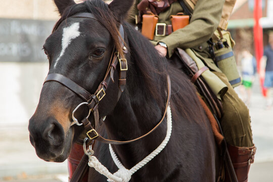 Soldier riding a horse in the ANZAC Day parade