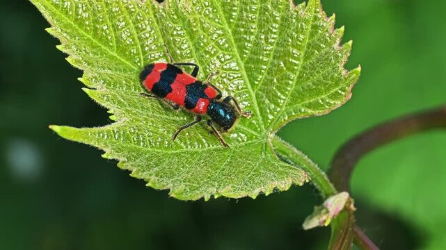 Macro close-up of checkered beetle Trichodes apiarius with red and black markings on grapevine leaf, vibrant insect detail in natural environment during sunny summer day
