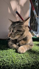 Curious Tabby Cat Lying on Green Artificial Turf