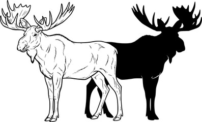 Fototapeta premium Two moose standing side by side one in outline and the other in black silhouette with large antlers editable vector