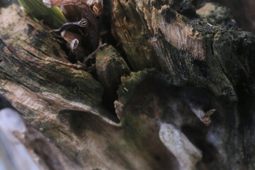 dry wood with a nice texture for the background