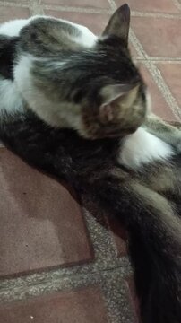 Cats with long tail hair are taking care of their personal hygiene by licking their bodies.