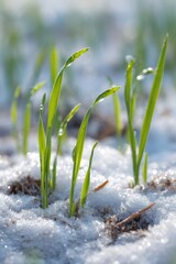 Young wheat seedlings emerging through winter snow, symbolizing agricultural renewal and seasonal hope