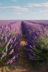Obraz premium Lavender field stretching across sunlit Provence landscape, purple blooms swaying gently under golden summer light