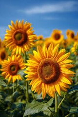 Vibrant yellow sunflowers stretching across agricultural landscape, radiating golden hues beneath cloudless azure summer sky © ArtPixel-Portfolio