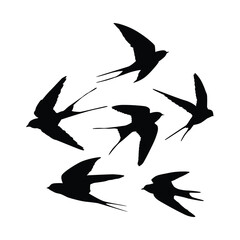 silhouette of swallow bird with separate white background
