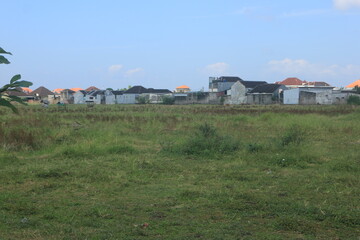 view of rice fields in the city again overgrown with grass
