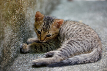 Lonely tabby kitten lying on the cold ground near a wall outdoors
