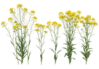 Several mustard plants with bright yellow flowers stand tall against a transparent background