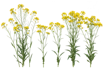 Several mustard plants with bright yellow flowers stand tall against a transparent background