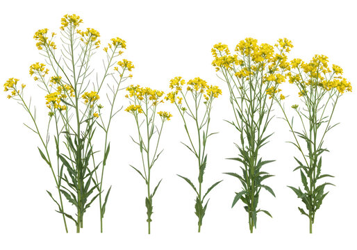 Several mustard plants with bright yellow flowers stand tall against a transparent background - Powered by Adobe