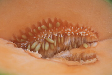 a melon that is cut open so that the orange flesh and many melon seeds are visible