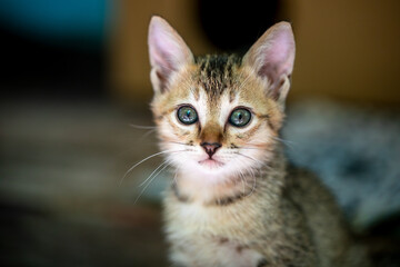 Dreamy-eyed kitten in front of cardboard shelter, hoping for a new home