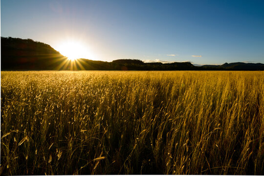 Golden seed heads of Queensland Bluegrass glow in the sunset at Marlong Plain, Mt Moffatt NP