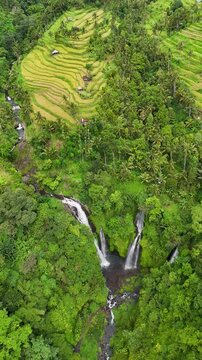 Aerial view of paddy field and Fiji Lemukih waterfall in Bali Indonesia