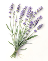 Fototapeta premium Fresh Lavender Bunch on White Background.