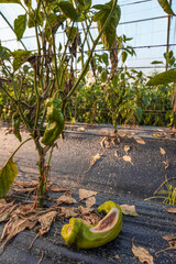Problem of whitefly effect on leaves and branches of vegetables plants in field inside greenhouses,...