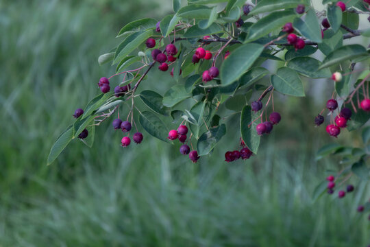 juneberry bush on background green grass